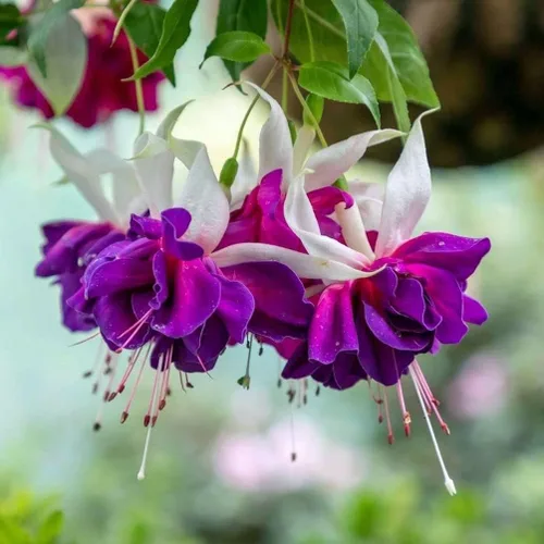 Vista 3 de Semillas de flores fucsias Bonsái casero perenne multicolor -100pcs Semillas