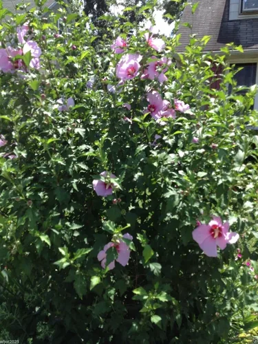 Vista 3 de HIBISCUS, 50 semillas de rosa de Sharon (Hibiscus syriacus), resistente al frío, perenne