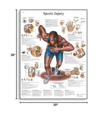 Vista 2 de 3B Scientific VR1188L - Tabla anatómica de lesiones deportivas de papel laminado brillante, tamaño del póster 20 pulgadas de ancho x 26 pulgadas