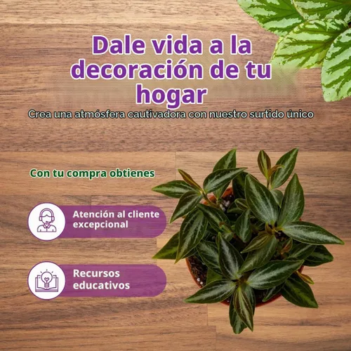 Vista 7 de BubbleBlooms Surtido de Peperomia, 6 peperomias diferentes en macetas de 2 pulgadas Grower's Choice