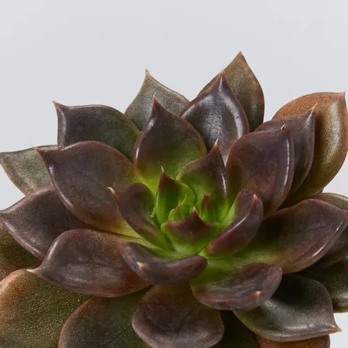 Vista 5 de Echeveria Suculents - Plantas vivas para cultivar, suculentas de Echeveria vivas, plantas de Echeveria vivas, suculentas de Echeveria vivas, maceta