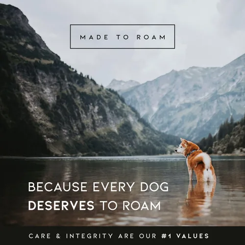 Vista 9 de MADE TO ROAM - Collar Premium Explorer Control, collar ajustable de nailon resistente para perro con hebilla metálica de liberación rápida y mango