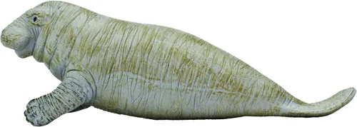 Vista 4 de Safari Ltd. Figura de Manatee – Figura detallada de plástico de 6 pulgadas – Divertido juguete educativo para niños, niñas y niños a partir de 3 años