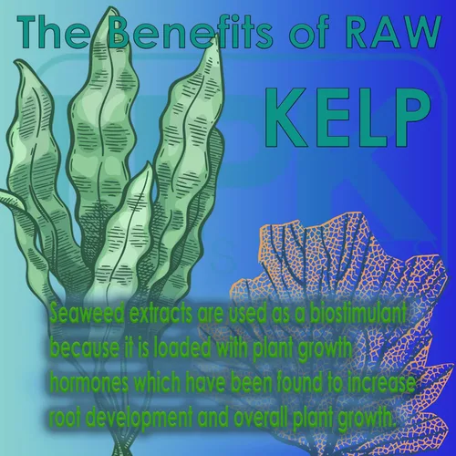 Vista 2 de RAW Kelp Marine - Fertilizante de refuerzo del crecimiento de plantas soluble en agua para el desarrollo de raíces y el crecimiento de plantas, 2