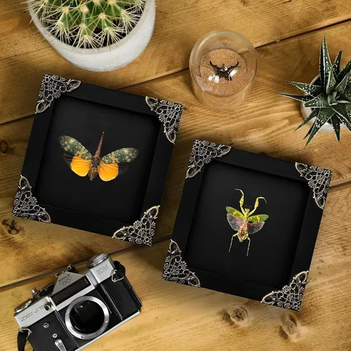 Vista 114 de 2 Real Dragonfly Specimens Shadow Box Framed Insect Display Oddities Curiosities Entomology Collection Natural History Wall Decor Gift for Nature