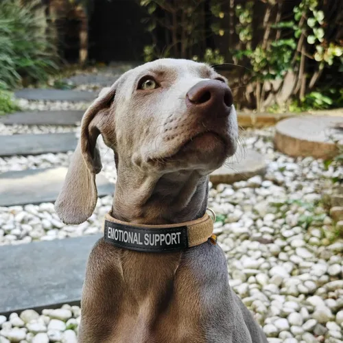 Vista 8 de EXCELLENT ELITE SPANKER Collar de nailon para cachorro, ajustable, suave, acolchado, resistente, hebilla de liberación rápida, ligero, sin Negro
