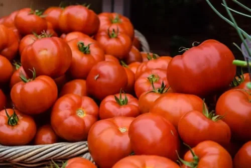 Vista 3 de Semillas de tomate Better Boy, 100 unidades ¡Cultiva el tomate clásico Better Boy en tu propio jardín! Estas plantas de tomate indeterminadas