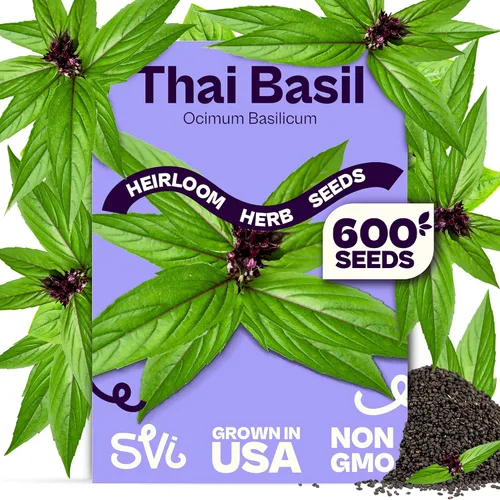 Vista 13 de SVI 2000 semillas de albahaca genovesa (Ocimum basilicum) - Paquetes de semillas de albahaca dulce - Semillas aromáticas de hierbas culinarias
