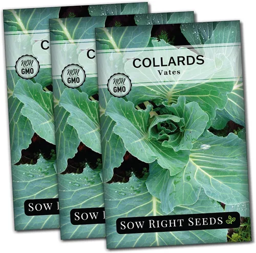 Vista 7 de Sow Right Seeds - Semillas de col de Vates para plantar - Paquete de reliquia sin OMG con instrucciones para plantar un huerto casero - Verduras