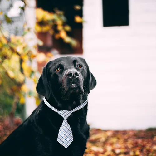 Vista 5 de Segarty Corbatas pequeñas para perros, corbatines de cuello para perros con collar ajustable, pajaritas para mascotas para perros pequeños, gatos