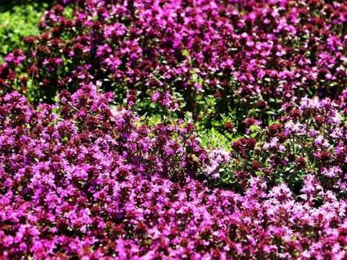 Vista 3 de Semillas de tomillo rastrero - Thymus Serpyllum - Cubierta de suelo perenne-1000 semillas