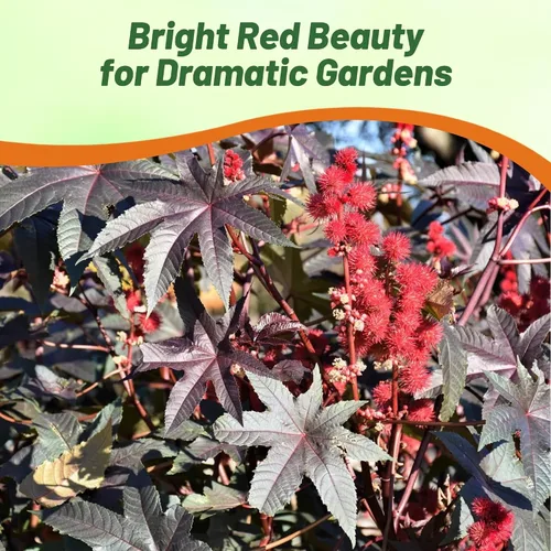 Vista 5 de Outsidepride Semillas de ricino rojo brillante, 15 semillas anuales de flores tropicales de crecimiento rápido para plantar follaje vibrante