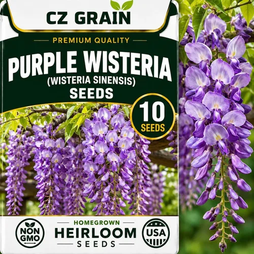Vista 45 de CZ Grain Semillas para plantar, 40 pequeñas mezclas de calabaza