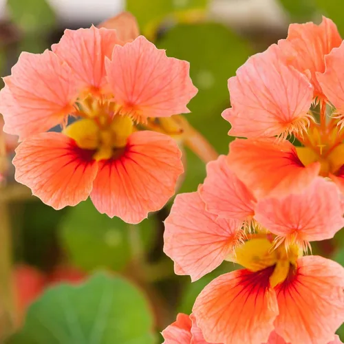 Vista 19 de Eden Brothers Semillas de Nasturtium - Semillas de Alaska Gold sin transgénicos para plantar, 1 onza Semillas de flores de bajo mantenimiento