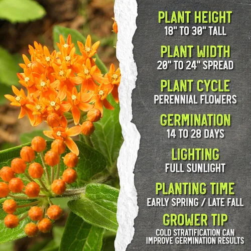 Vista 7 de Seed Needs Semillas de algodoncillo de mariposa naranja para mariposas monarca, 1 paquete