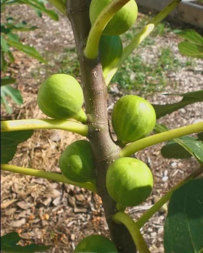 Vista 9 de Peter's Honey Fig Tree - Planta viva en maceta, fruta dulce, resistente al frío, fácil de cultivar