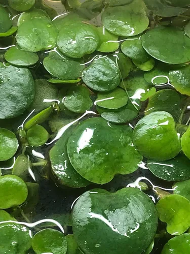 Vista 2 de 6 Tienda Frogbit (Limnobium Laevigatum), acuario vivoplanta flotante acuática de TMD Fishkeeping