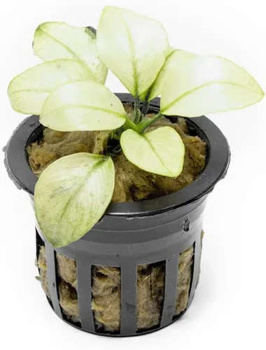 Vista 49 de SubstrateSource Plantas vivas – Anubias Hastifolia (Anubias hastifolia) – Luz baja a moderada, hojas en forma de flecha de color verde medio a