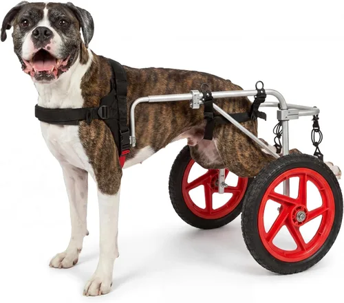 Vista 3 de Silla de ruedas para perro Best Friend Mobility tamaño extra pequeño