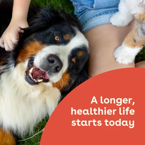 Vista 4 de Pupford Suplemento de salud intestinal e inmunidad para cachorros y perros adultos, fabricado en los Estados Unidos, aprobado por veterinarios, sin