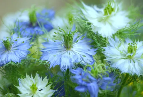 Vista 2 de Blue Love in a Mist, semillas de flores de Nigella Damascena, 25 unidades de la marca COOL BEANS N SPROUTS