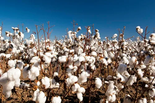 Vista 5 de Semillas de algodón, 30 semillas de algodón americano para plantar, gossypium hirsutum, orgánicas y sin OMG, semillas de algodón blanco puro
