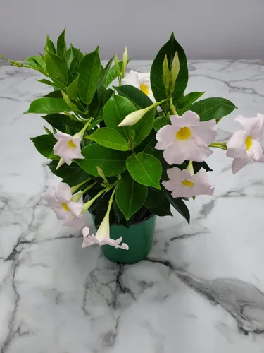 Vista 8 de Tropical Plants of Florida - Arbusto blanco de Dipladenia - Altura total de 14 pulgadas - Maceta de 6 pulgadas (1 galón) (solo planta)
