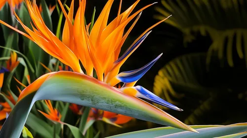 Vista 9 de Pájaro naranja del paraíso Strelitzia Reginae 3 plantas vivas Espécimen floreciente tropical perenne