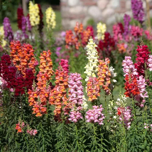 Vista 8 de Eden Brothers Snapdragon Seeds - Manzana