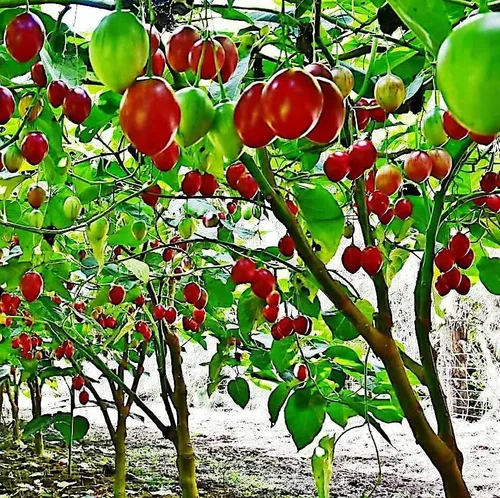 Vista 3 de HPGS 10 Seeds - Semillas de tomate Tamarillo Cyphomandra betacea Garden Fruit - Planta de crecimiento rápido, verde, naranja, rojo
