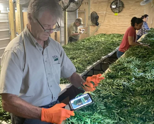 Vista 5 de Hojas de curry frescas - 4 oz - Paquete de $3.74 por oz - Inspeccionado por el USDA en el sitio, cultivado en Florida, altamente aromático y sabroso