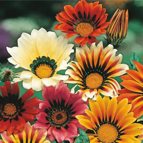 Vista 2 de 300 semillas de Gazania de mezcla perenne, semillas de cobertura del suelo perennes al calor, tolerantes a la sequía, flores silvestres