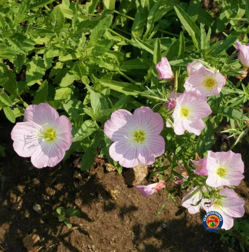 Vista 2 de Onagra Rosa Señoras Semillas de Flor Speciosa (1000)