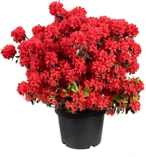 Vista 4 de 10 semillas de flores de arbusto Cumberlandense ROJO Cumberland Azalea Rhododendron Cumberlandense
