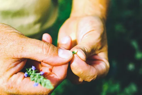 Vista 4 de Semillas enteras de chía negra crudas cultivadas en EE. UU., 10 libras Sostenibles, sin OMG, directas de granja