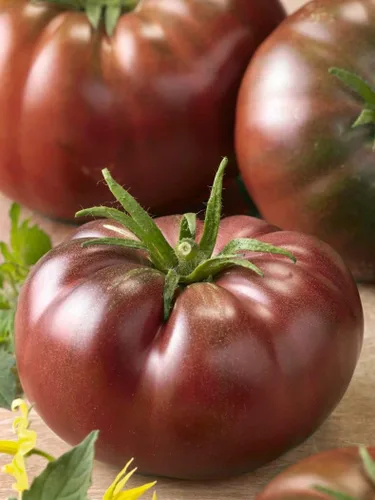 Vista 5 de Semillas Black Prince Tomate Determinar Vegetales no OGM para plantar