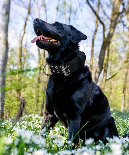 Vista 2 de Collar de perro para perros grandes, collares negros de 2 pulgadas con asa para perros de raza extragrande, collar táctico de nailon K9 resistente