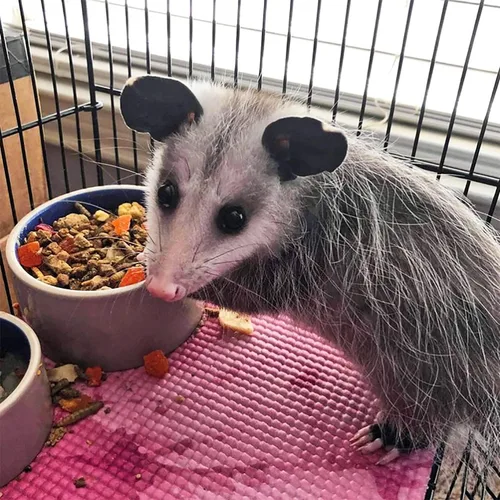 Vista 5 de Exotic Nutrition Opossum Complete - Dieta de Pellets Nutricionalmente Completa y Saludable - Alimento para Zarigüeyas de Cola Corta y Zarigüeyas
