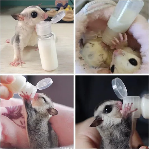Vista 6 de Paquete de 3 botellas de lactancia Sugar Glider, biberón de leche de plástico con tapa abatible, kit de lactancia para mascotas, dispensador
