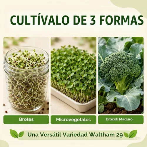Vista 3 de Gardeners Basics Semillas de brócoli para germinar, semillas microverdes a