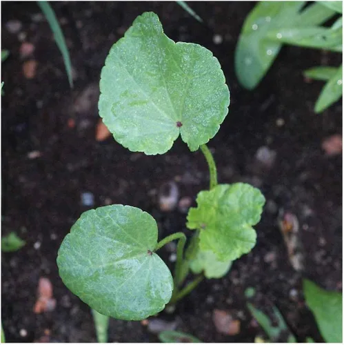 Vista 3 de Everwilde Farms - Semillas de flores silvestres de malva rosa de 1 onza - Gold Vault