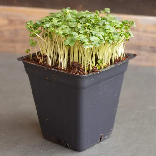 Vista 3 de Semillas de microgreens de brócoli – 1 onza ~ 1000 semillas – Alta germinación, semilla premium para cultivar microverduras de brócoli – Sin OMG