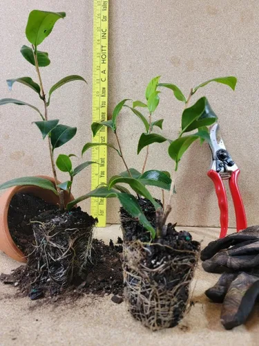 Vista 2 de (1) - Dad's Pink Camellia Japonica - Planta de inicio (4L) (1 planta viva)