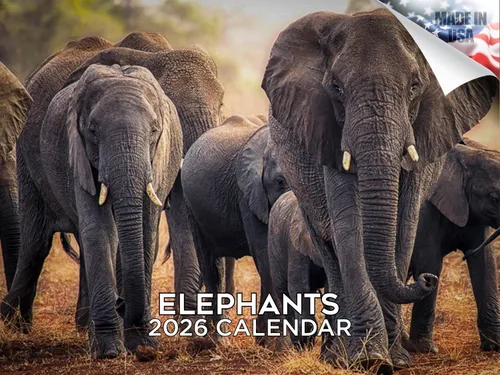 Vista 456 de Calendario de grises africanos 2025 2026 – Planificador mensual de pared de aves africanas – 12 x 18 pulgadas (abierto), calendario de pared