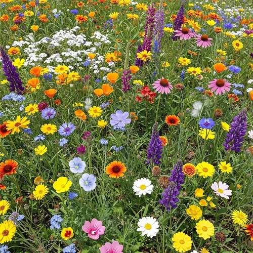 Vista 21 de Ferry Morse Mezcla para Todo Propósito Sol-Sombra a Granel Semillas de Flores Silvestres, 1 lb