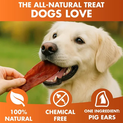 Vista 4 de BRUTUS & BARNABY Orejas de cerdo enteras para perros, 12 unidades – Masticables para perros de un solo ingrediente totalmente naturales, cocinados a