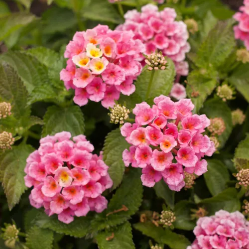 Vista 4 de 2 plantas Lantana vivas, en maceta, color rosa brillante, plantas vivas para plantar al aire libre, plantas Lantana arrastradas, planta Lantana