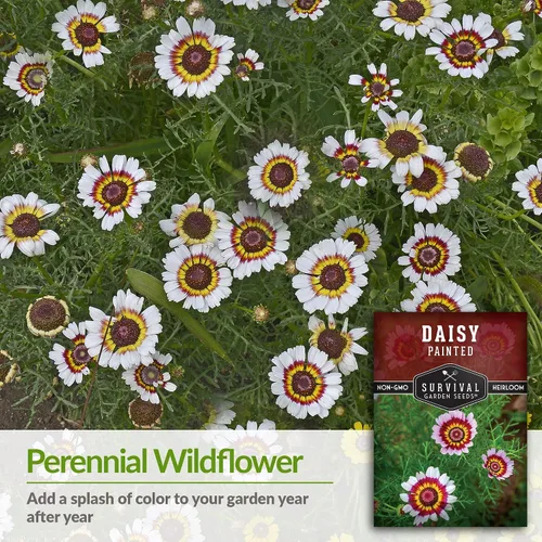 Vista 3 de 1 paquete de semillas de margaritas pintadas para plantar con instrucciones para cultivar flores silvestres perennes coloridas en el jardín