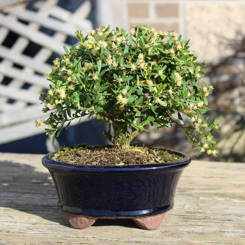 Vista 5 de Brussel's Bonsai - Árbol bonsái para interiores, S