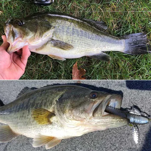 Vista 6 de Underspin-Jig-Heads-Swimbait-Hooks-with-Spinner Blades Pesca Anzuelos Pesados Paquete de 6